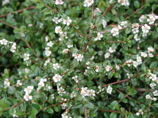 DvÃ¦rgmispel - Cotoneaster dammeri 'Queen'