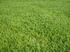TrÃ¦debregne - Cotula Squalida