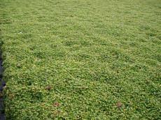TrÃ¦debregne - Cotula 'Minima'