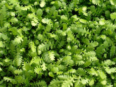 TrÃ¦debregne - Cotula Dioica Reptans
