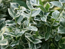 Benved - Euonymus 'Emerald Gaity'