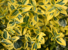 Benved - Euonymus 'Emerald Gold'