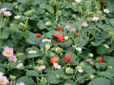 JordbÃ¦r - Fragaria 'Pink'