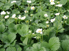 JordbÃ¦r - Fragaria 'White'