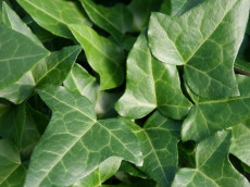 Vedbend - Hedera helix 'Hesma'