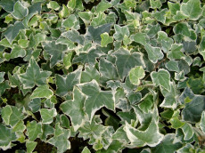 Vedbend - Hedera helix 'Koldinghus'