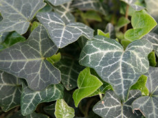 Vedbend - Hedera helix 'Hevil'
