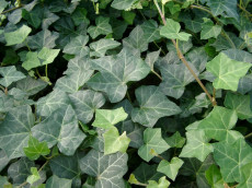 Vedbend - Hedera hibernica 'Hestor'