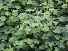 Vedbend - Hedera hibernica 'Hardy Cover'