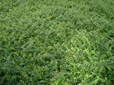 Gedeblad - Lonicera nitida 'Elegant'