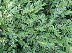 Gedeblad - Lonicera Pileata