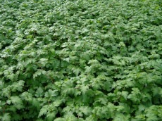 Kranstop - Stephanandra incisa 'Crispa'