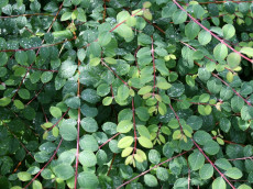 RÃ¸d SnebÃ¦r - Symphoricarpos chen.'Hancock'