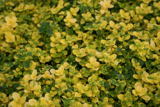 Timian - Thymus 'Doone Valley'