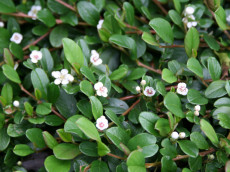 DvÃ¦rgmispel - Cotoneaster dammeri 'Rami'