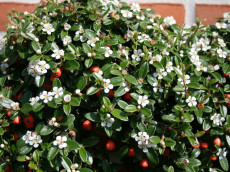 DvÃ¦rgmispel - Cotoneaster 'Coral Beauty'