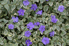 VintergrÃ¸n - Vinca Minor 'Albina'