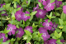 VintergrÃ¸n - Vinca Minor 'Rubin'