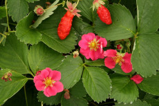 JordbÃ¦r - Fragaria 'Deep Rose'