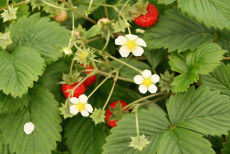 JordbÃ¦r - Fragaria Vesca 'SmÃ¥land'