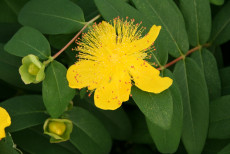 Perikum - Hypericum calycinum