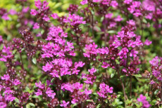 Timian - Thymus Coccineus
