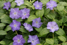 VintergrÃ¸n - Vinca Minor