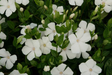 VintergrÃ¸n - Vinca Minor 'Alba'