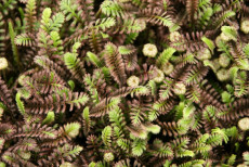 TrÃ¦debregne - Cotula 'Platts Black'