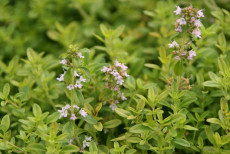 Timian - Thymus Aureus
