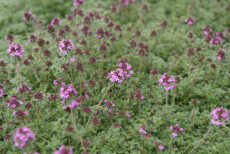 Timian - Thymus Pseudolanuginosus