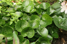 Hasselurt - Asarum europaeum