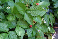 JordbÃ¦r - Fragaria Vesca 'RÃ¼gen'