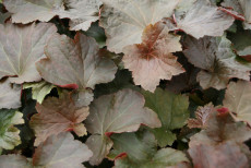 Alunrod - Heuchera americana 'Palace Purple'