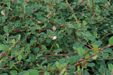 DvÃ¦rgmispel - Cotoneaster 'Queen of Carpet'